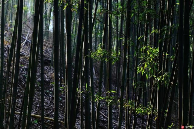 都江堰仙女湖在哪里(都江堰仙女湖景区)