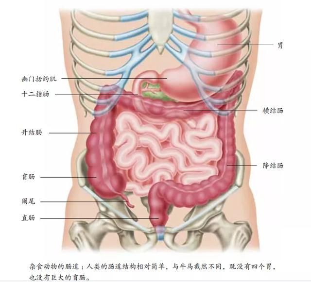 人的胃长在哪里(人的胃肠道结构图)