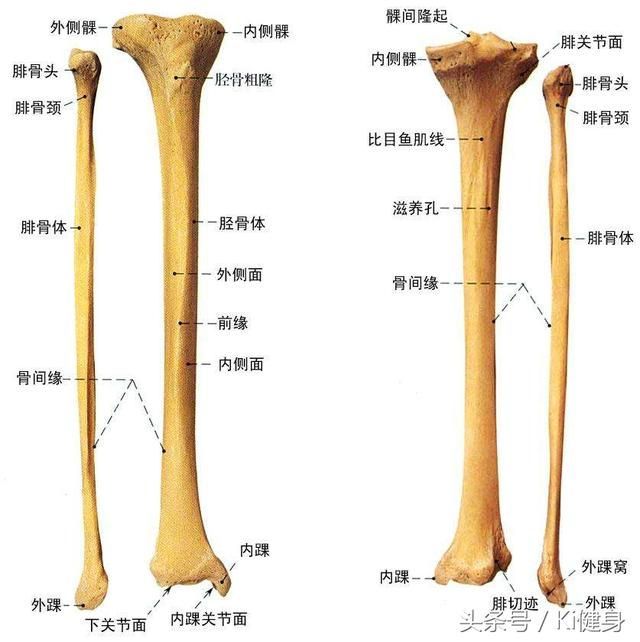 小腿肌腱在哪(小腿肌腱拉伤怎么恢复)