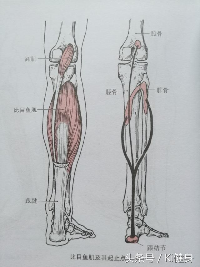 小腿肌腱在哪(小腿肌腱拉伤怎么恢复)