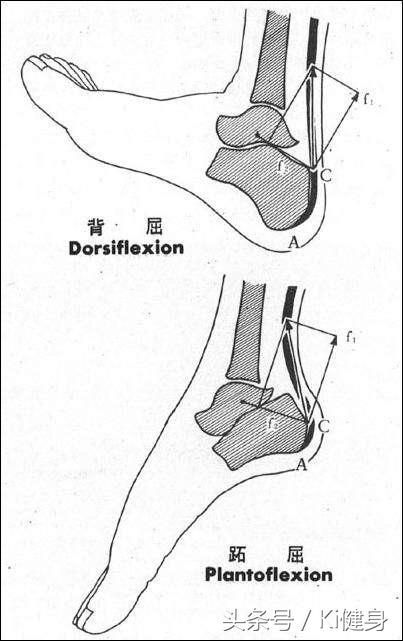 小腿肌腱在哪(小腿肌腱拉伤怎么恢复)