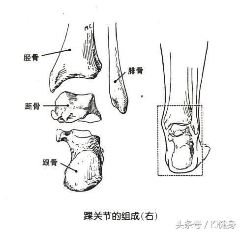 小腿肌腱在哪(小腿肌腱拉伤怎么恢复)