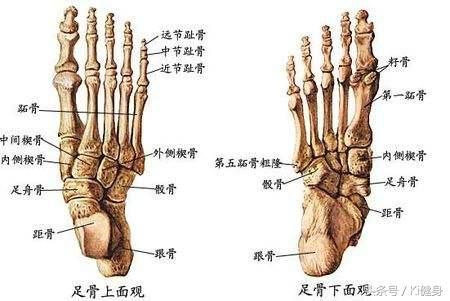 小腿肌腱在哪(小腿肌腱拉伤怎么恢复)