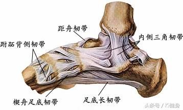 小腿肌腱在哪(小腿肌腱拉伤怎么恢复)