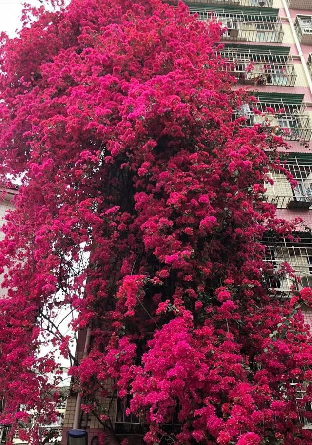 好花在哪里(浩华在线)