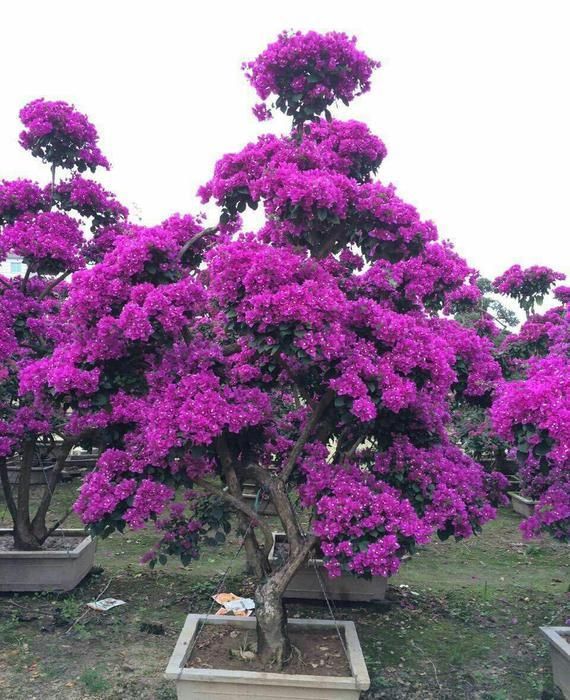 好花在哪里(浩华在线)