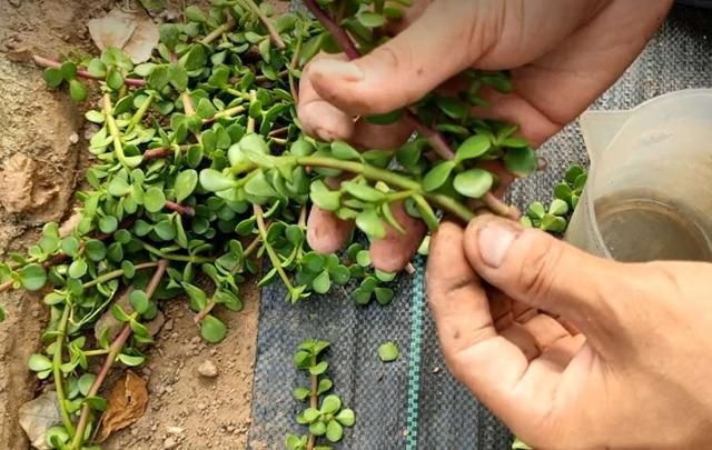 好花在哪里(浩华在线)