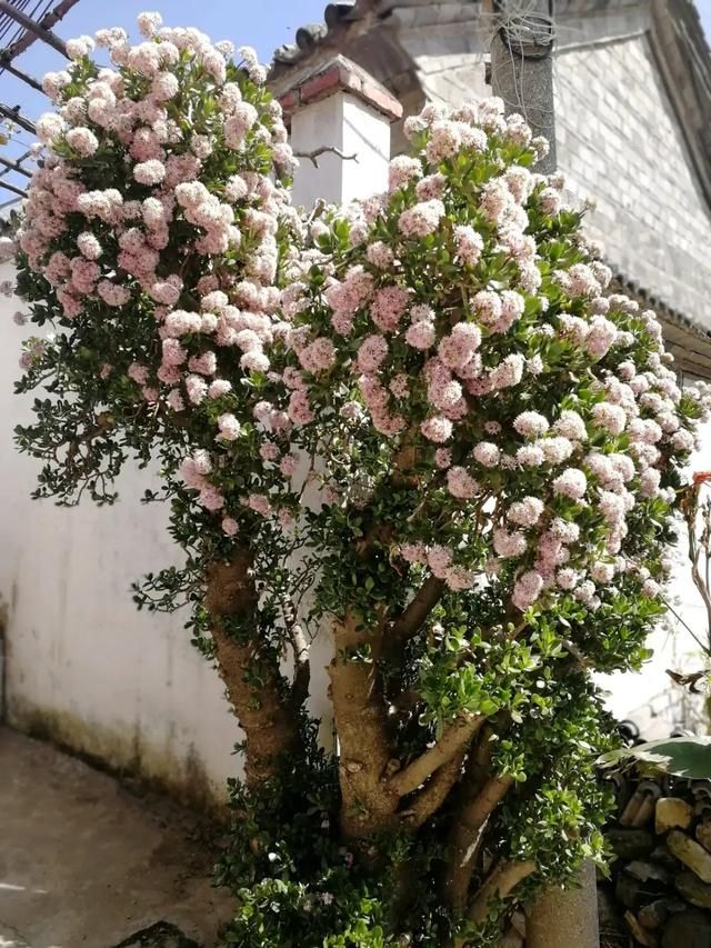 好花在哪里(浩华在线)