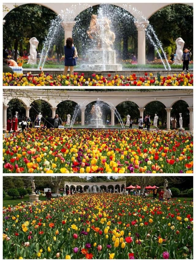 洛阳郁金香花园在哪里(洛阳郁金香花园门票价格)