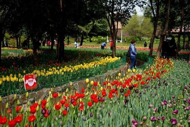 洛阳郁金香花园在哪里(洛阳郁金香花园门票价格)