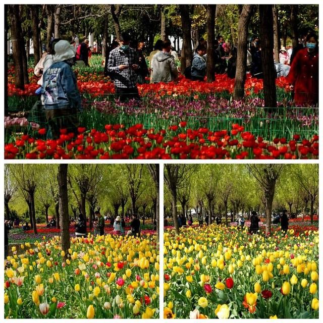 洛阳郁金香花园在哪里(洛阳郁金香花园门票价格)