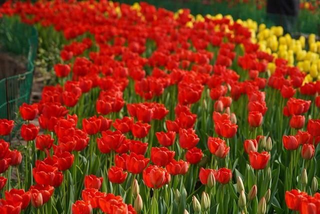 洛阳郁金香花园在哪里(洛阳郁金香花园门票价格)