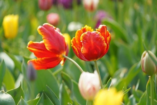 洛阳郁金香花园在哪里(洛阳郁金香花园门票价格)