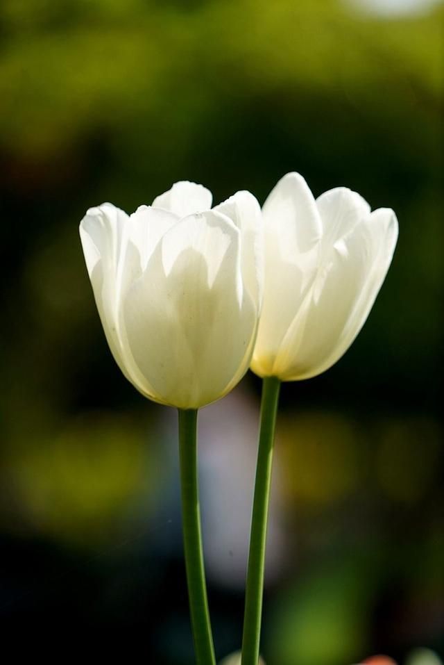 洛阳郁金香花园在哪里(洛阳郁金香花园门票价格)