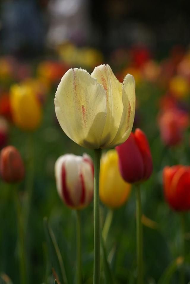 洛阳郁金香花园在哪里(洛阳郁金香花园门票价格)