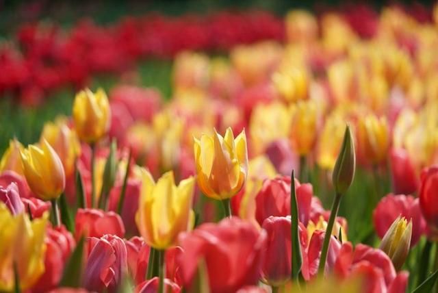 洛阳郁金香花园在哪里(洛阳郁金香花园门票价格)