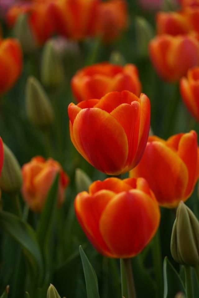 洛阳郁金香花园在哪里(洛阳郁金香花园门票价格)