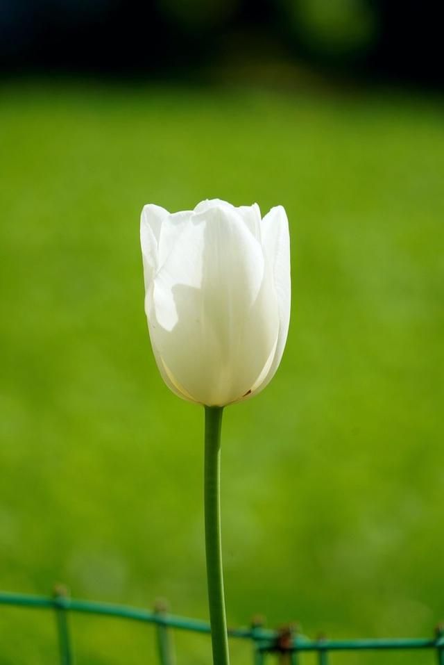 洛阳郁金香花园在哪里(洛阳郁金香花园门票价格)