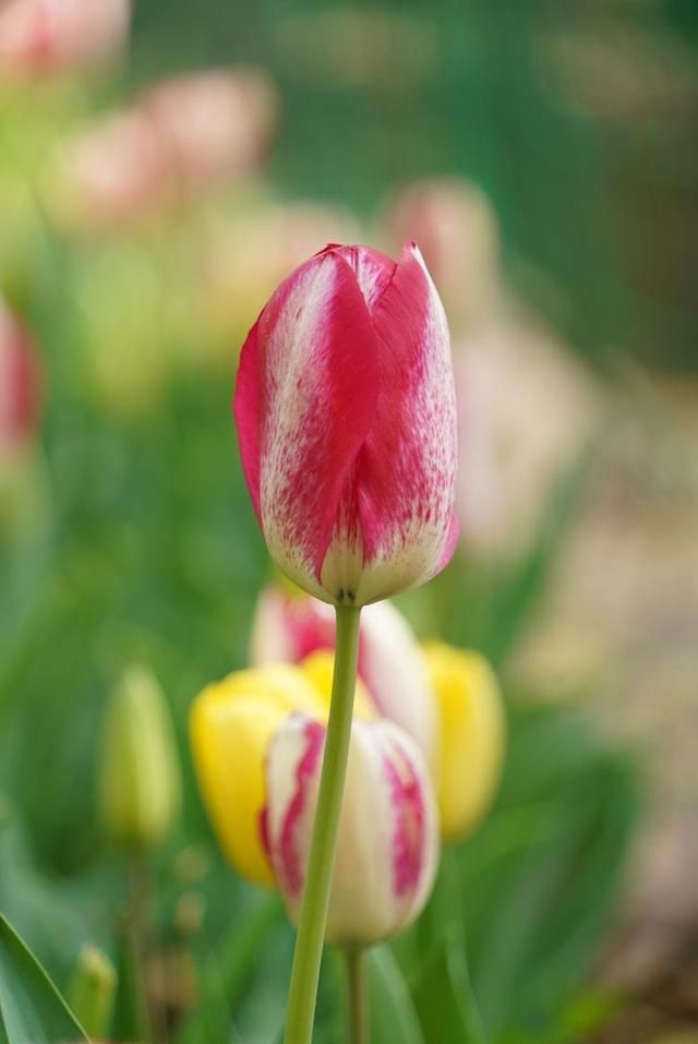 洛阳郁金香花园在哪里(洛阳郁金香花园门票价格)