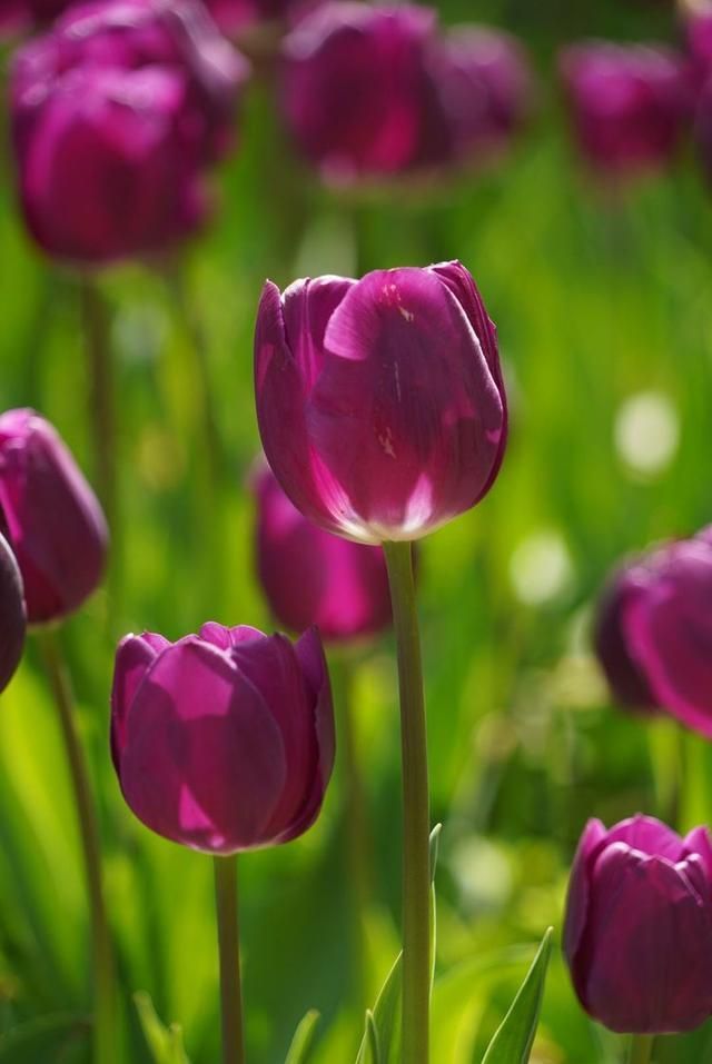 洛阳郁金香花园在哪里(洛阳郁金香花园门票价格)