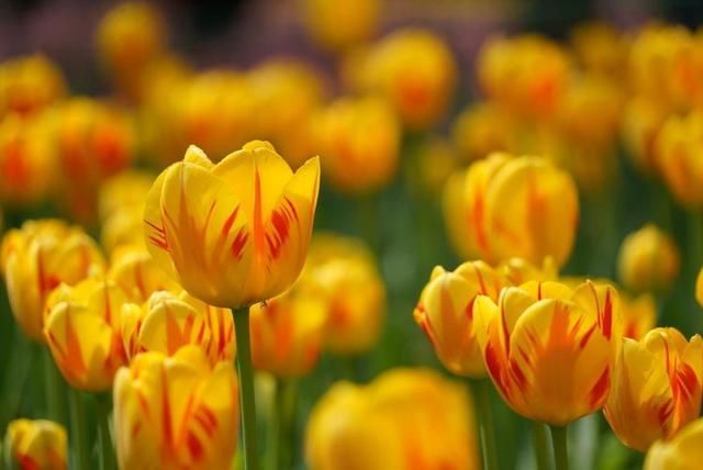 洛阳郁金香花园在哪里(洛阳郁金香花园门票价格)