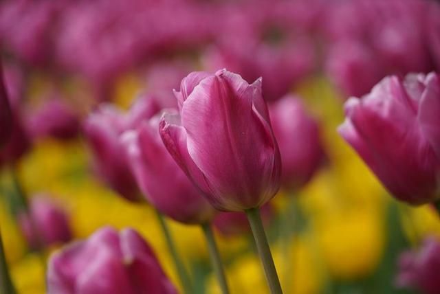 洛阳郁金香花园在哪里(洛阳郁金香花园门票价格)