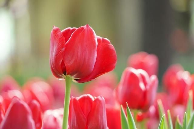 洛阳郁金香花园在哪里(洛阳郁金香花园门票价格)