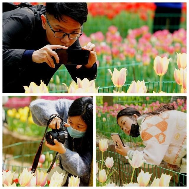 洛阳郁金香花园在哪里(洛阳郁金香花园门票价格)