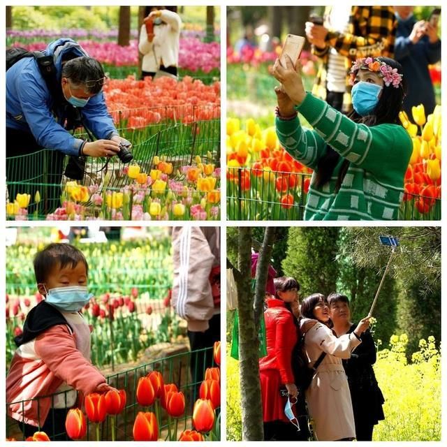 洛阳郁金香花园在哪里(洛阳郁金香花园门票价格)