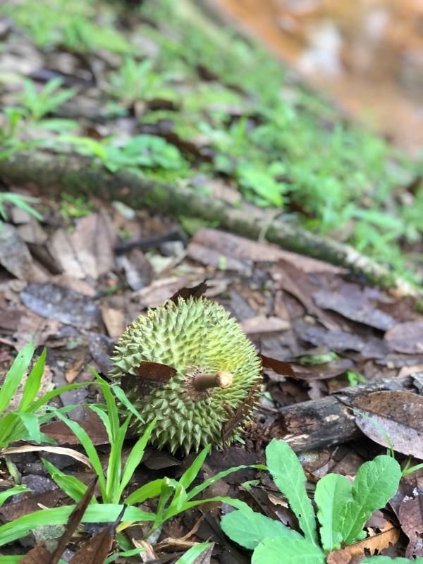 榴莲产地在哪里(国内榴莲产地在哪里)