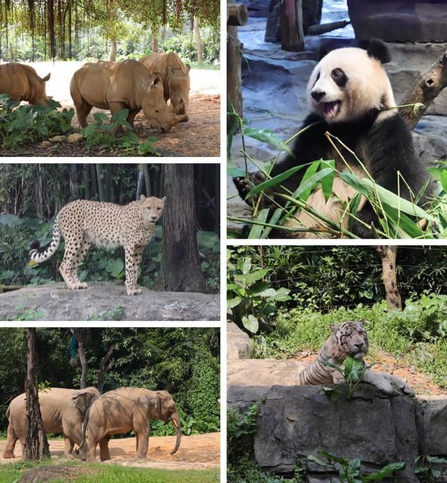 广州长隆欢乐世界在哪个区的简单介绍