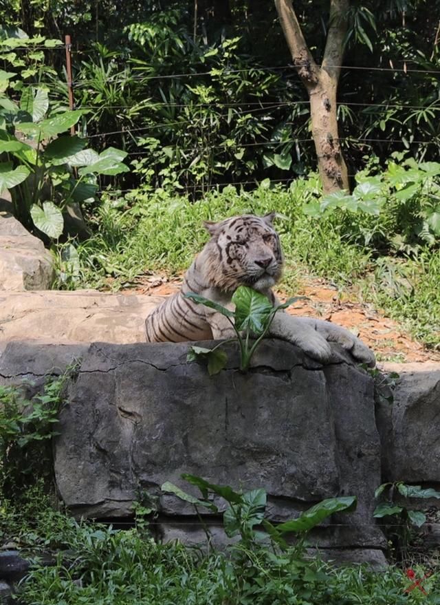 广州长隆欢乐世界在哪个区的简单介绍