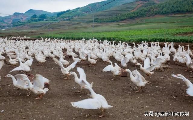 云南养鹅基地在哪里(云南养鹅最大基地)