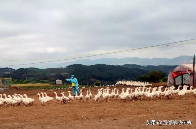 云南养鹅基地在哪里(云南养鹅最大基地)