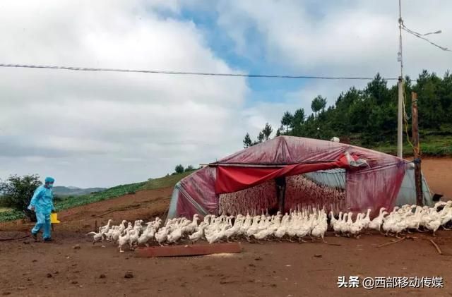 云南养鹅基地在哪里(云南养鹅最大基地)