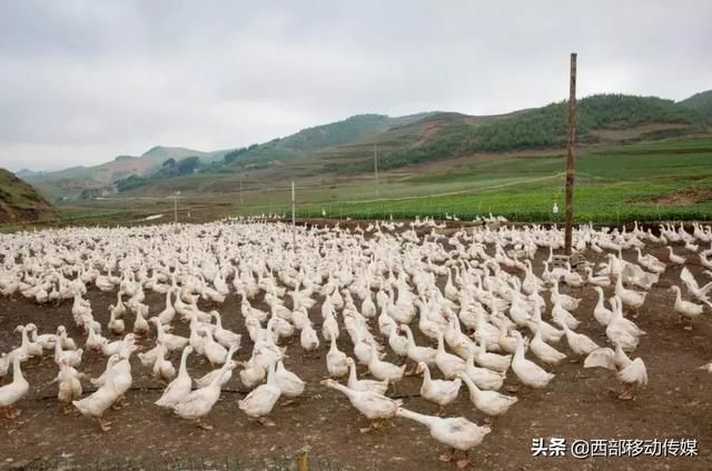 云南养鹅基地在哪里(云南养鹅最大基地)