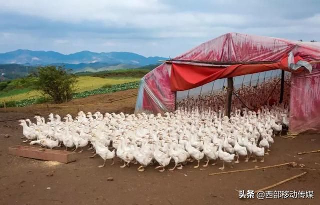 云南养鹅基地在哪里(云南养鹅最大基地)