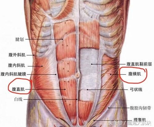 腹块在哪里(腹后壁在哪里)