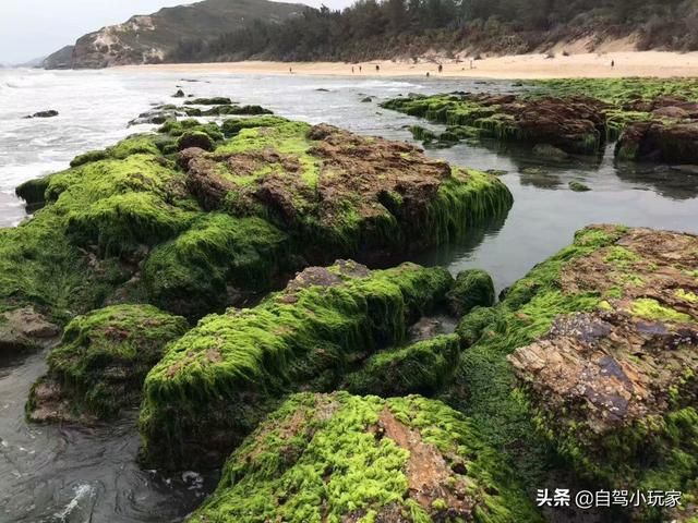 赶海在哪里(大庆赶海在哪里)