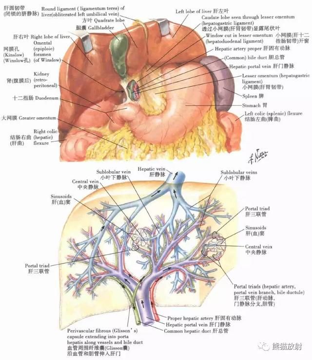 肝脾淋巴结在哪个位置(肝脾肿大在哪个位置)