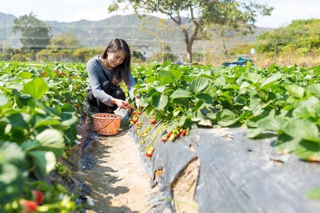 白鹿原草莓基地在哪(白鹿原草莓采摘园价格)