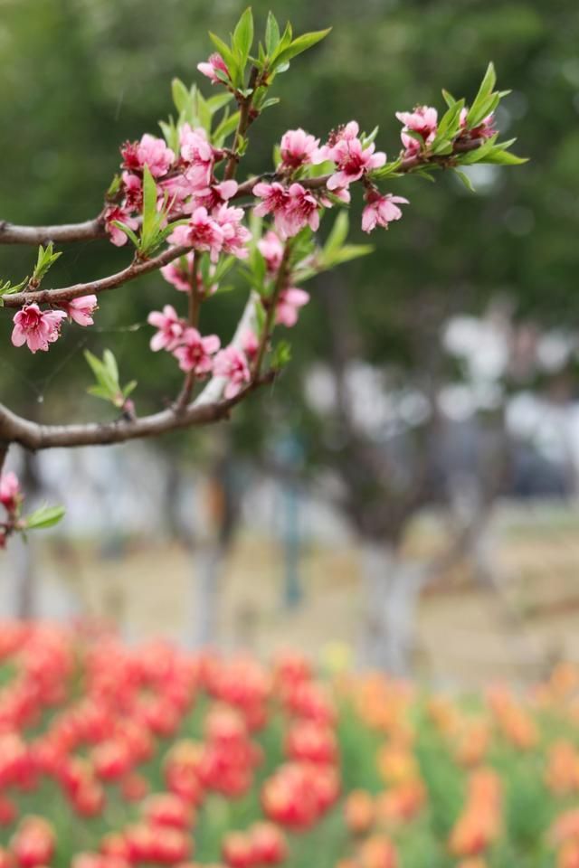 泰山花海在哪(泰山花海景区)