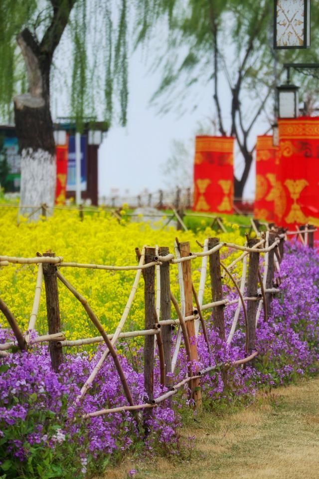 泰山花海在哪(泰山花海景区)