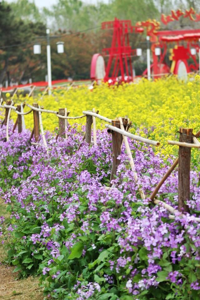 泰山花海在哪(泰山花海景区)