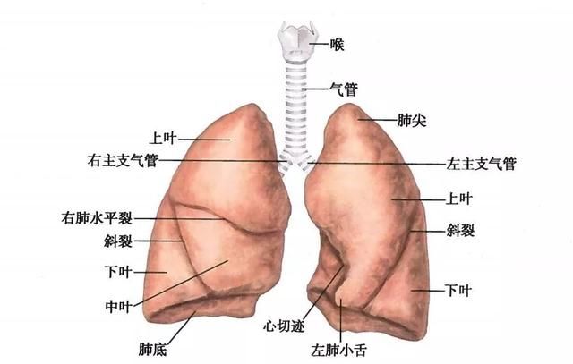 肺在哪个地方(肺在哪个部位图片)