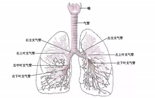 肺在哪个地方(肺在哪个部位图片)