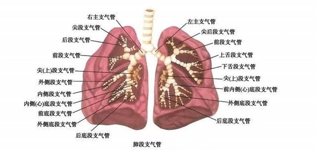 肺在哪个地方(肺在哪个部位图片)