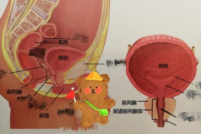 前列腺在哪个部位图(前列腺在哪个部位图片)