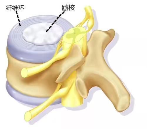 腰骶关节在哪(腰骶关节图片)