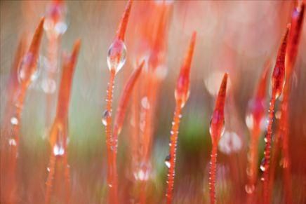 玉露花在哪(玉露花图片)